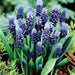 Muscari latifolium, grape hyacinth bulbs - Caribbean garden seed