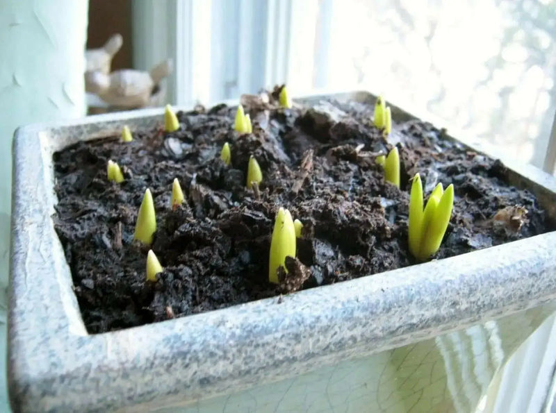 Muscari latifolium, grape hyacinth bulbs - Caribbean garden seed