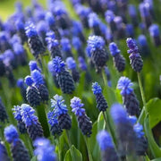 Muscari latifolium, grape hyacinth bulbs - Caribbean garden seed