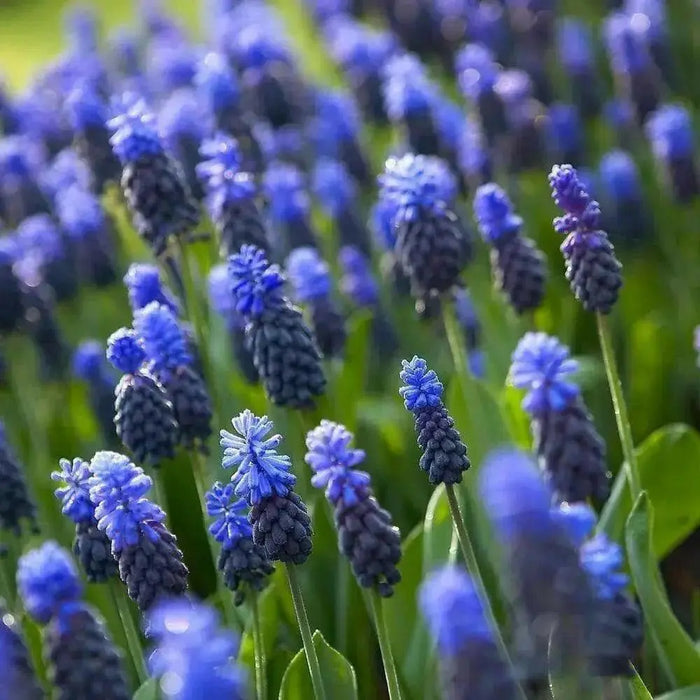 Muscari latifolium, grape hyacinth bulbs - Caribbean garden seed