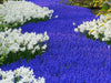 Muscari armeniacum bulbs, grape hyacinth, spring flowers - Caribbean garden seed
