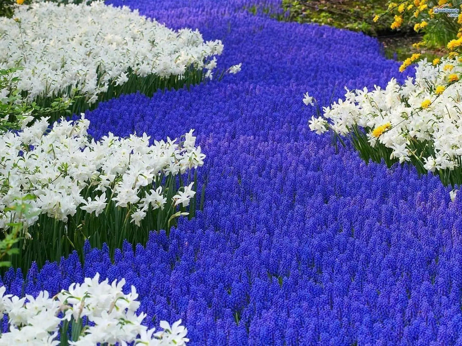 Muscari armeniacum bulbs, grape hyacinth, spring flowers - Caribbean garden seed