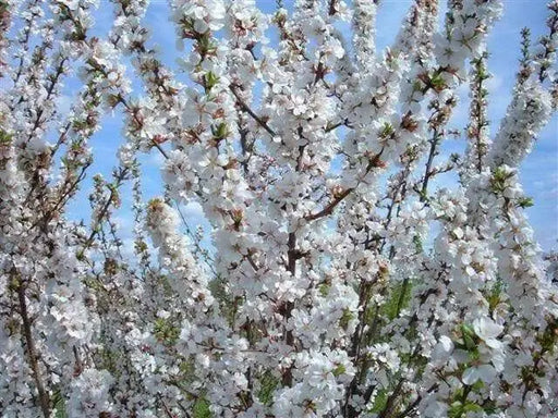 Nanking Cherry Live Plant, 12-18'' Perennial Shrub, - Caribbean garden seed