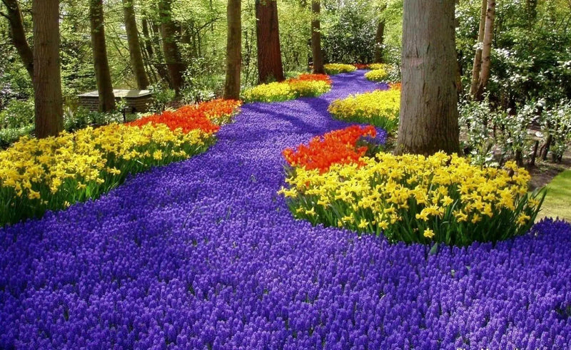 Muscari armeniacum bulbs, grape hyacinth, spring flowers - Caribbean garden seed