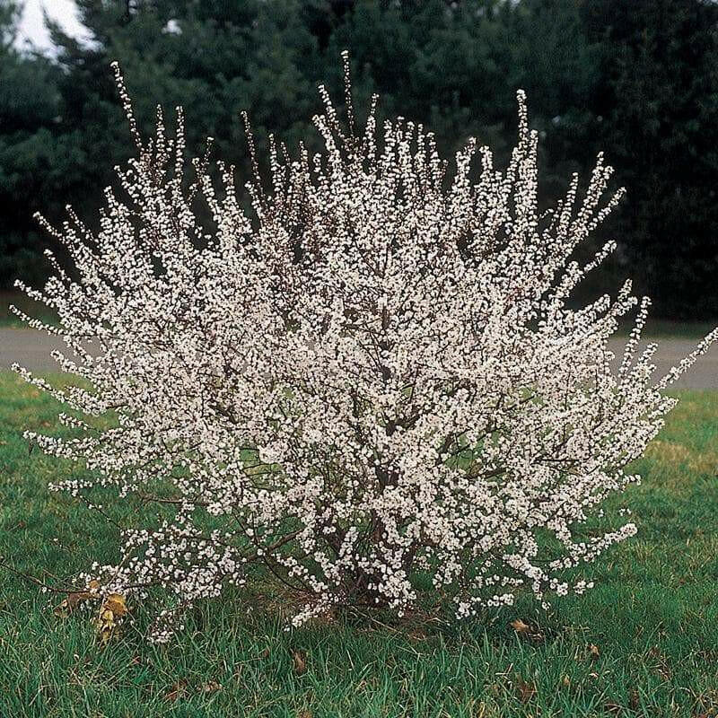 Nanking Cherry Live Plant, 12-18'' Perennial Shrub, - Caribbean garden seed