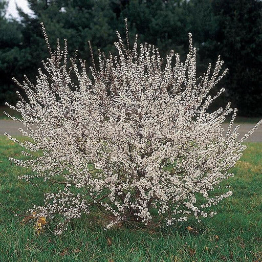 Nanking Cherry Live Plant, 12-18'' Perennial Shrub, - Caribbean garden seed