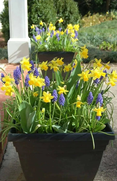 Muscari armeniacum bulbs, grape hyacinth, spring flowers - Caribbean garden seed