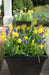 Muscari armeniacum bulbs, grape hyacinth, spring flowers - Caribbean garden seed