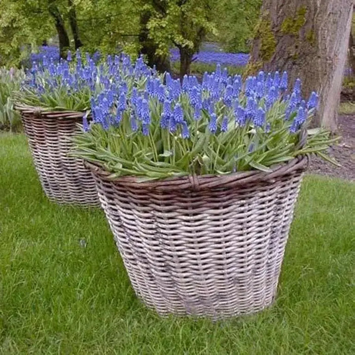 Muscari armeniacum bulbs, grape hyacinth, spring flowers - Caribbean garden seed