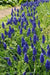 Muscari armeniacum bulbs, grape hyacinth, spring flowers - Caribbean garden seed