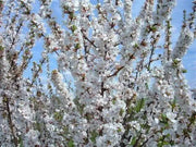 Nanking Cherry Seeds, TREE, SHRUB - Caribbean garden seed