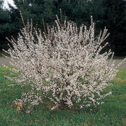 Nanking Cherry Seeds, TREE, SHRUB - Caribbean garden seed