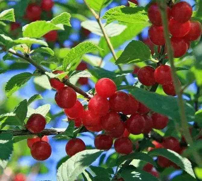 Nanking Cherry Seeds, TREE, SHRUB - Caribbean garden seed