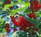 Nanking Cherry Seeds, TREE, SHRUB - Caribbean garden seed