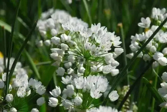 Naples Garlic Seeds ALLIUM NEAPOLITANUM,( SEEDS ) also known As, Naples Garlic, False Garlic, Guernsey Star-of-Bethlehem, - Caribbean garden seed