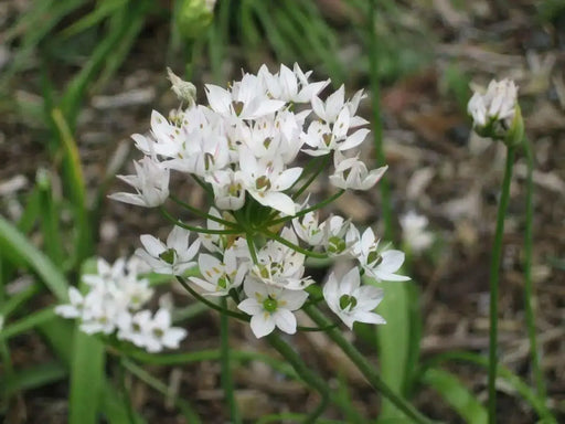 Naples Garlic Seeds ALLIUM NEAPOLITANUM,( SEEDS ) also known As, Naples Garlic, False Garlic, Guernsey Star-of-Bethlehem, - Caribbean garden seed