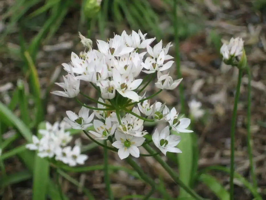 Naples Garlic Seeds ALLIUM NEAPOLITANUM,( SEEDS ) also known As, Naples Garlic, False Garlic, Guernsey Star-of-Bethlehem, - Caribbean garden seed