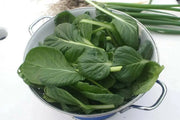 MUSTARD SEEDS, TATSOI SAVOY , Asian Vegetable - Caribbean garden seed