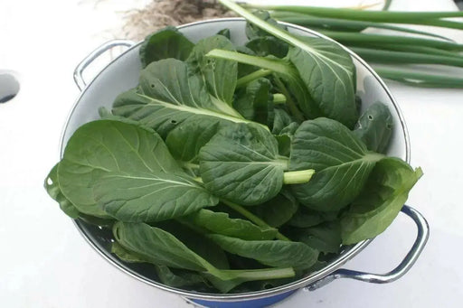 MUSTARD SEEDS, TATSOI SAVOY , Asian Vegetable - Caribbean garden seed