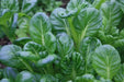 MUSTARD SEEDS, TATSOI SAVOY , Asian Vegetable - Caribbean garden seed