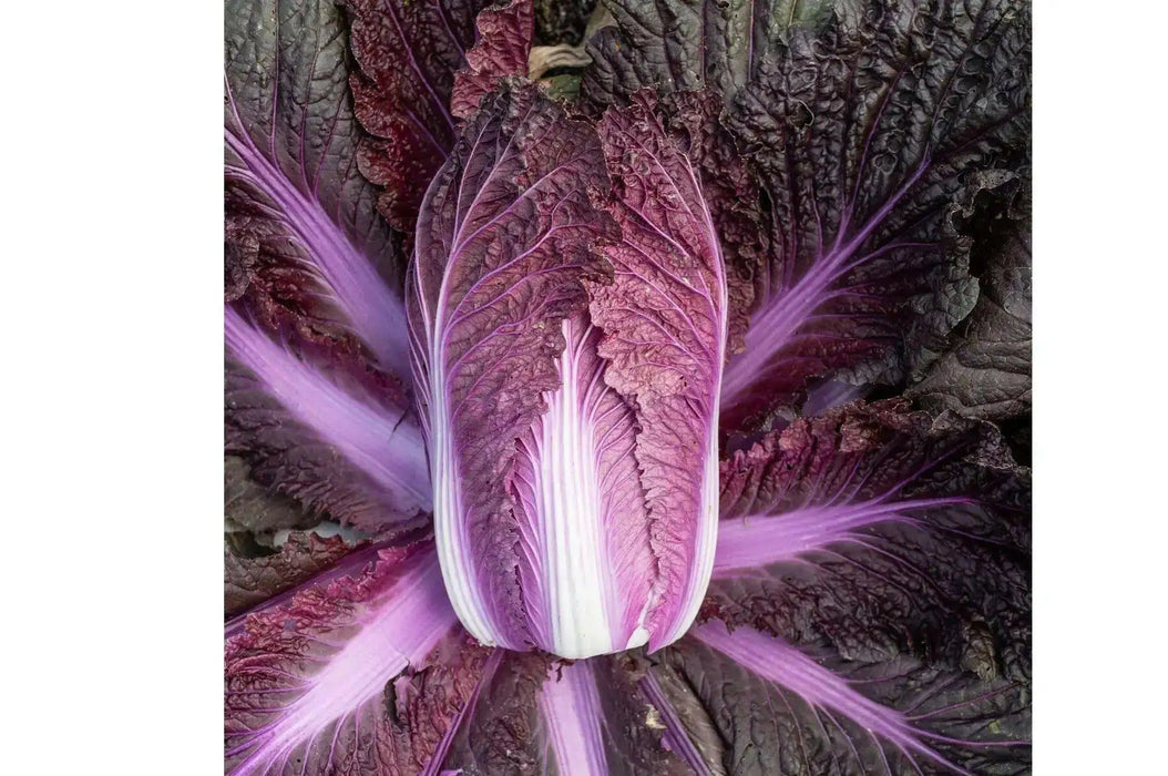 Napa Cabbage Seeds, Red dragon chinese cabbage, Asian Vegetable - Caribbean garden seed