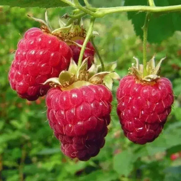 Nantahala Red RASPBERRY ( 4'' POT ) STARTER PLANT VINE - Caribbean garden seed