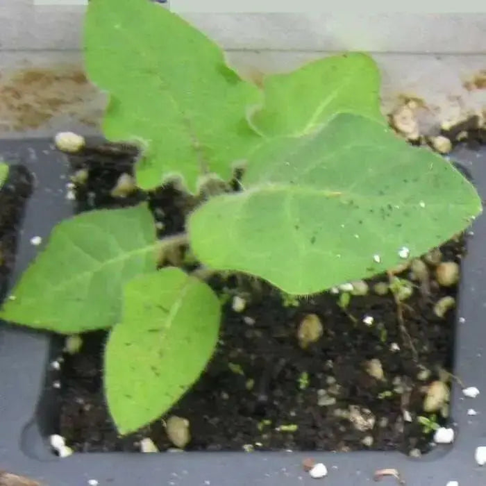 Naranjilla - Lulo - Seeds- Rare Tropical Fruit - Solanum Quitoense - Caribbean garden seed