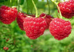 Nantahala Red RASPBERRY ( 4'' POT ) STARTER PLANT VINE - Caribbean garden seed