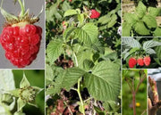 Nantahala Red RASPBERRY ( 4'' POT ) STARTER PLANT VINE - Caribbean garden seed