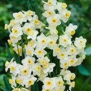 Narcissus Avalanche Bulbs (paperwhites) GREAT INDOOR.