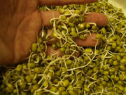MUNG BEAN (Green) A K A Chori, For Spouting , Food or Growing, Asian vegetable - Caribbean garden seed