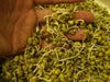 MUNG BEAN (Green) A K A Chori, For Spouting , Food or Growing, Asian vegetable - Caribbean garden seed