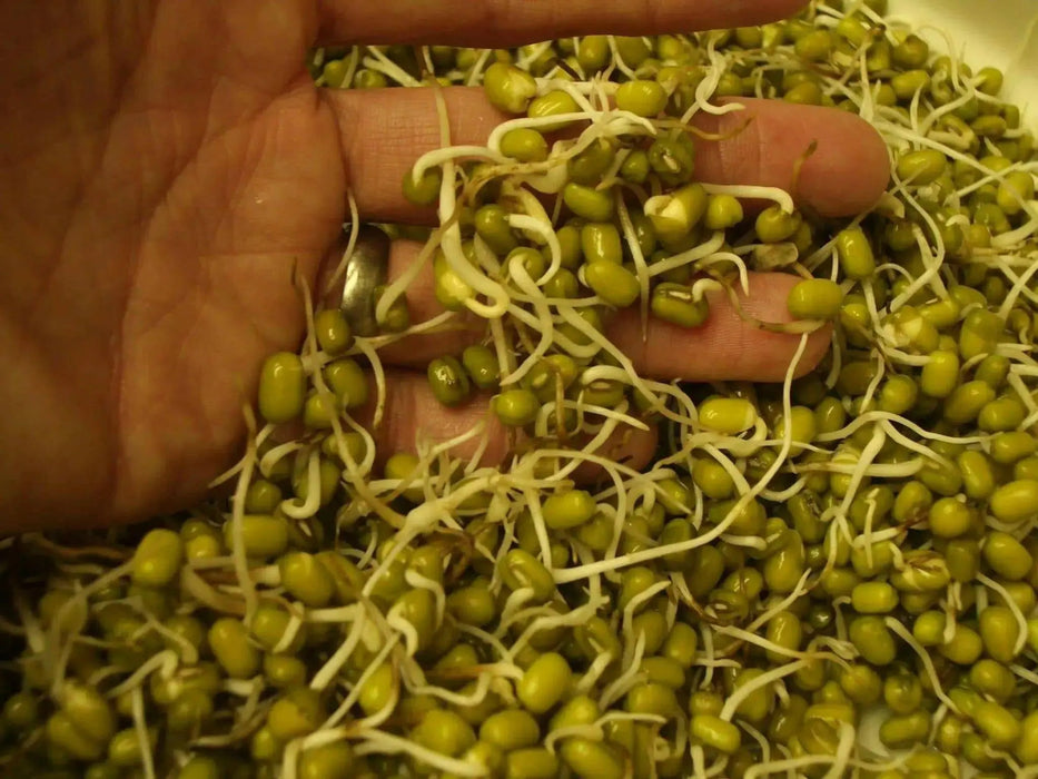 MUNG BEAN (Green) A K A Chori, For Spouting , Food or Growing, Asian vegetable - Caribbean garden seed