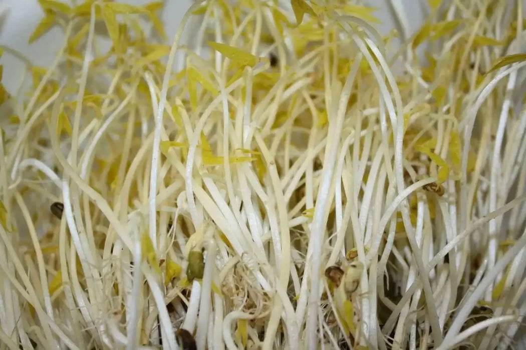 MUNG BEAN (Green) A K A Chori, For Spouting , Food or Growing, Asian vegetable - Caribbean garden seed