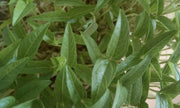 MUNG BEAN (Green) A K A Chori, For Spouting , Food or Growing, Asian vegetable - Caribbean garden seed