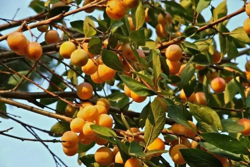 Nancy Seeds ,fruit tree ,Yellow Cherry ! - Caribbean garden seed