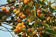 Nancy Seeds ,fruit tree ,Yellow Cherry ! - Caribbean garden seed