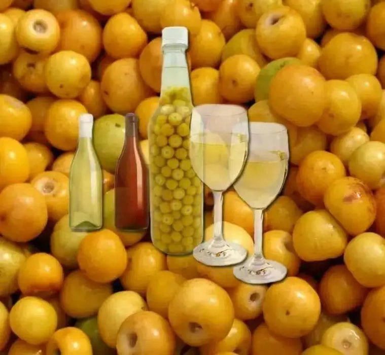 Nancy Seeds ,fruit tree ,Yellow Cherry ! - Caribbean garden seed