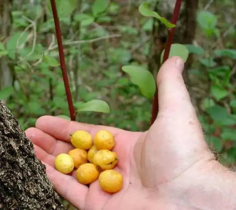 Nancy Seeds ,fruit tree ,Yellow Cherry ! - Caribbean garden seed
