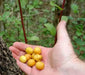 Nancy Seeds ,fruit tree ,Yellow Cherry ! - Caribbean garden seed