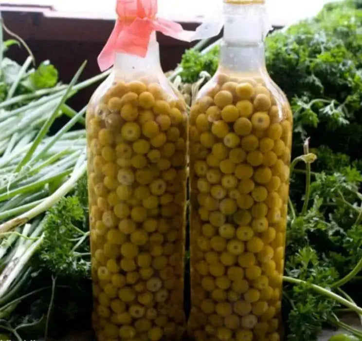 Nancy Seeds ,fruit tree ,Yellow Cherry ! - Caribbean garden seed