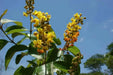 Nancy Seeds ,fruit tree ,Yellow Cherry ! - Caribbean garden seed