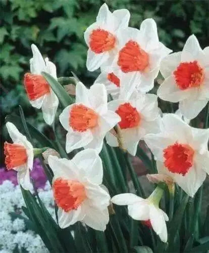 Narcissus Decoy , Daffodil bulbs - Caribbean garden seed