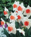 Narcissus Decoy , Daffodil bulbs - Caribbean garden seed