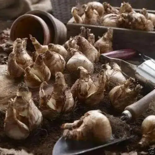 Narcissus Decoy , Daffodil bulbs - Caribbean garden seed