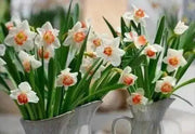 NARCISSUS SALOME (Bulbs) late to mid-season ,Large Bulb Size! 14-16 cm Perennial.
