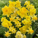 Narcissi Long-lasting 'Amsterdam Mixture'- Daffodil Bulb - Caribbean garden seed