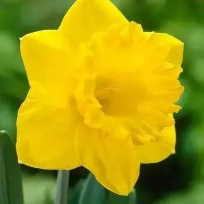 Narcissi Long-lasting 'Amsterdam Mixture'- Daffodil Bulb - Caribbean garden seed