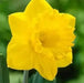 Narcissi Long-lasting 'Amsterdam Mixture'- Daffodil Bulb - Caribbean garden seed