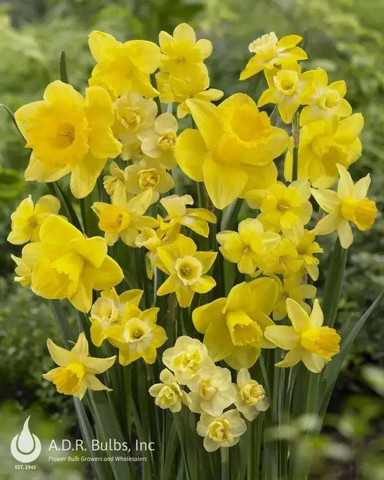 Narcissi Long-lasting 'Amsterdam Mixture'- Daffodil Bulb - Caribbean garden seed